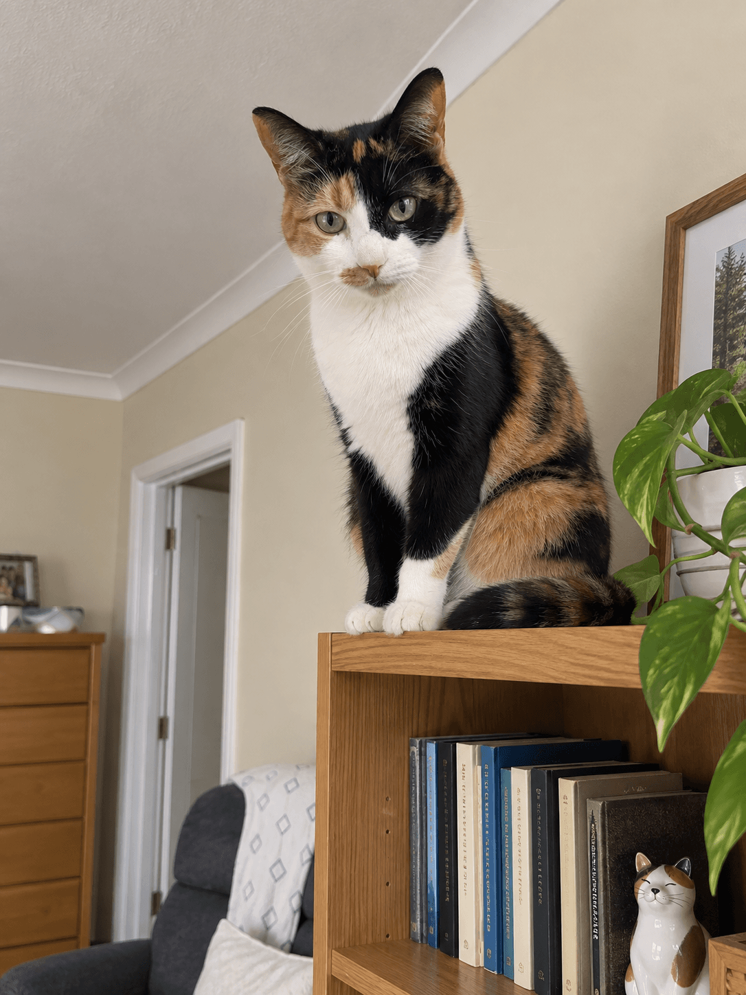 Maple really said "i'm the main character" and climbed onto the shelf lah 😹