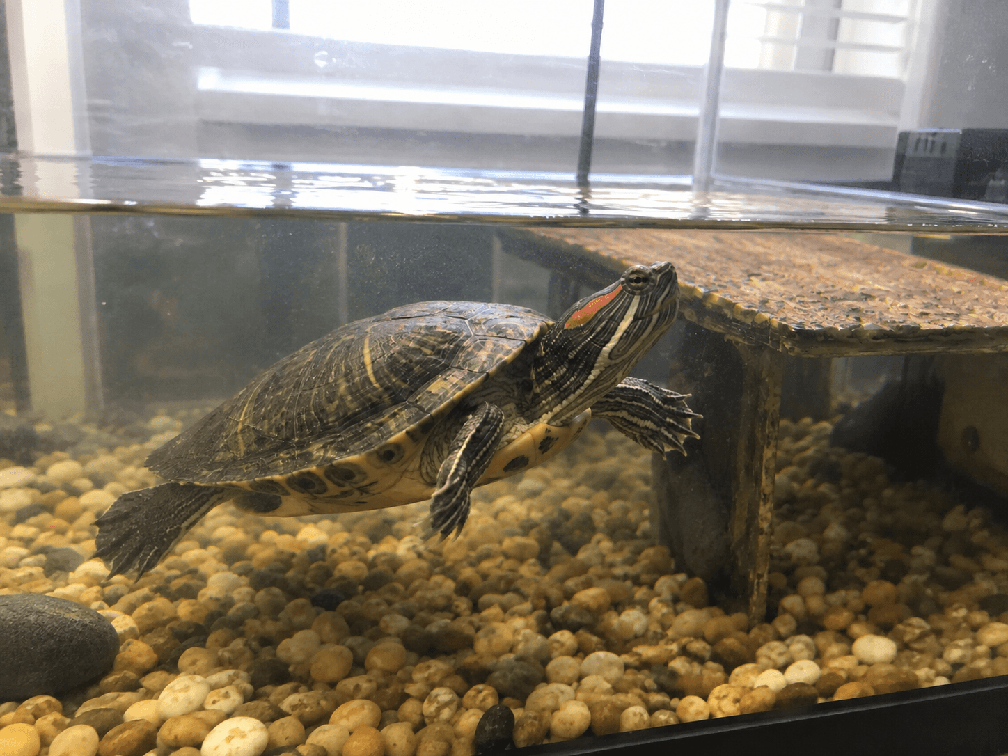 orbit just vibin' in his lil' pond, look at him go lah! 🐢✨