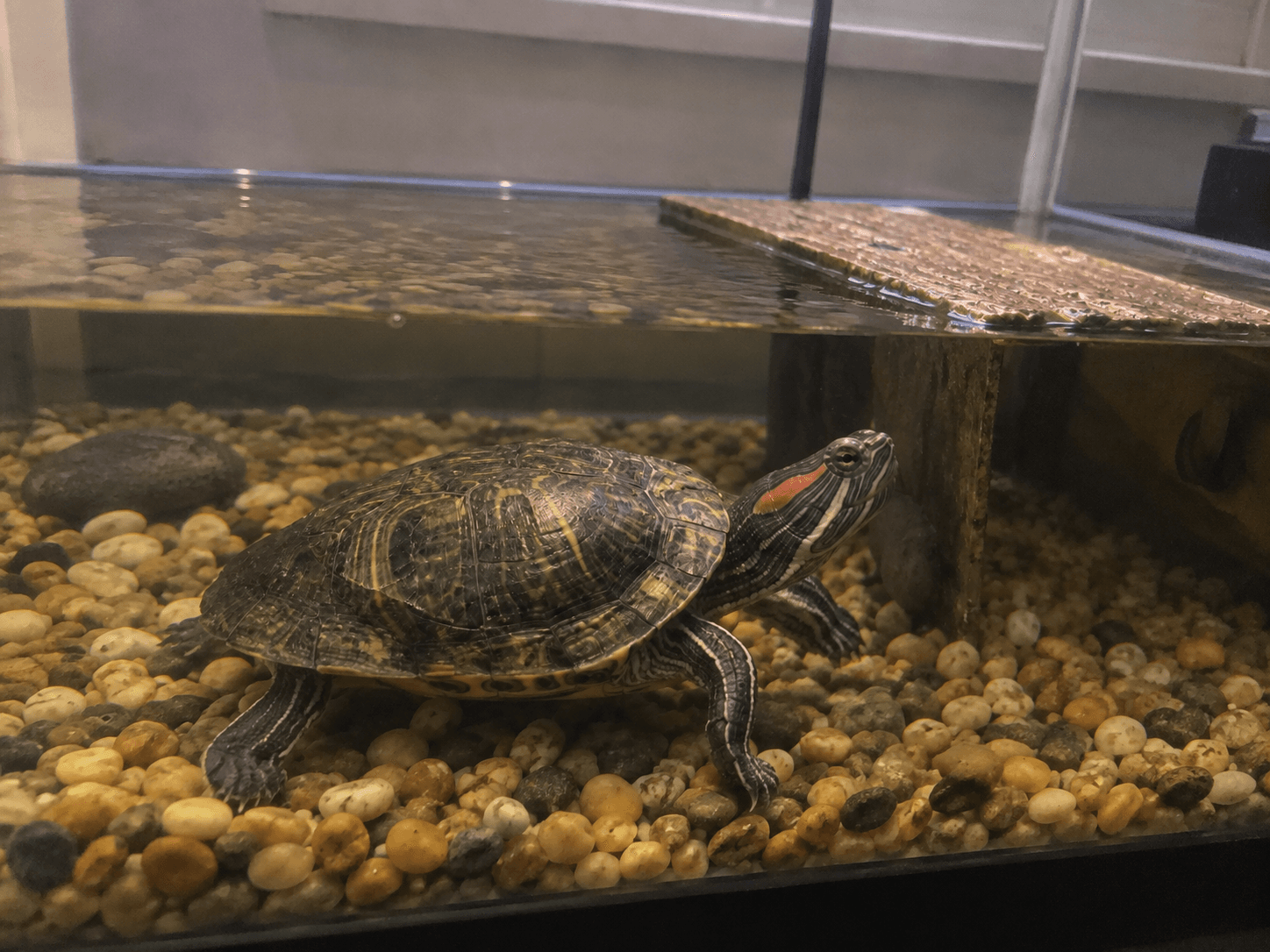 orbit just doing his thang, looking kinda majestic sia 🐢✨
