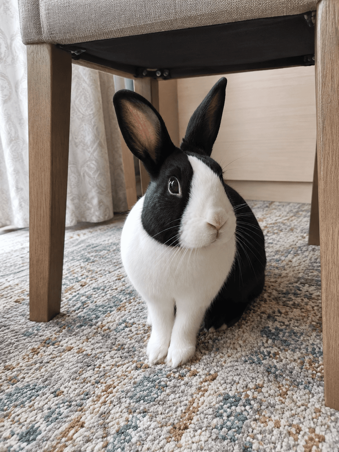 tauhu really thought he was incognito sia 🕵️🐇 he's my lil dining chair special