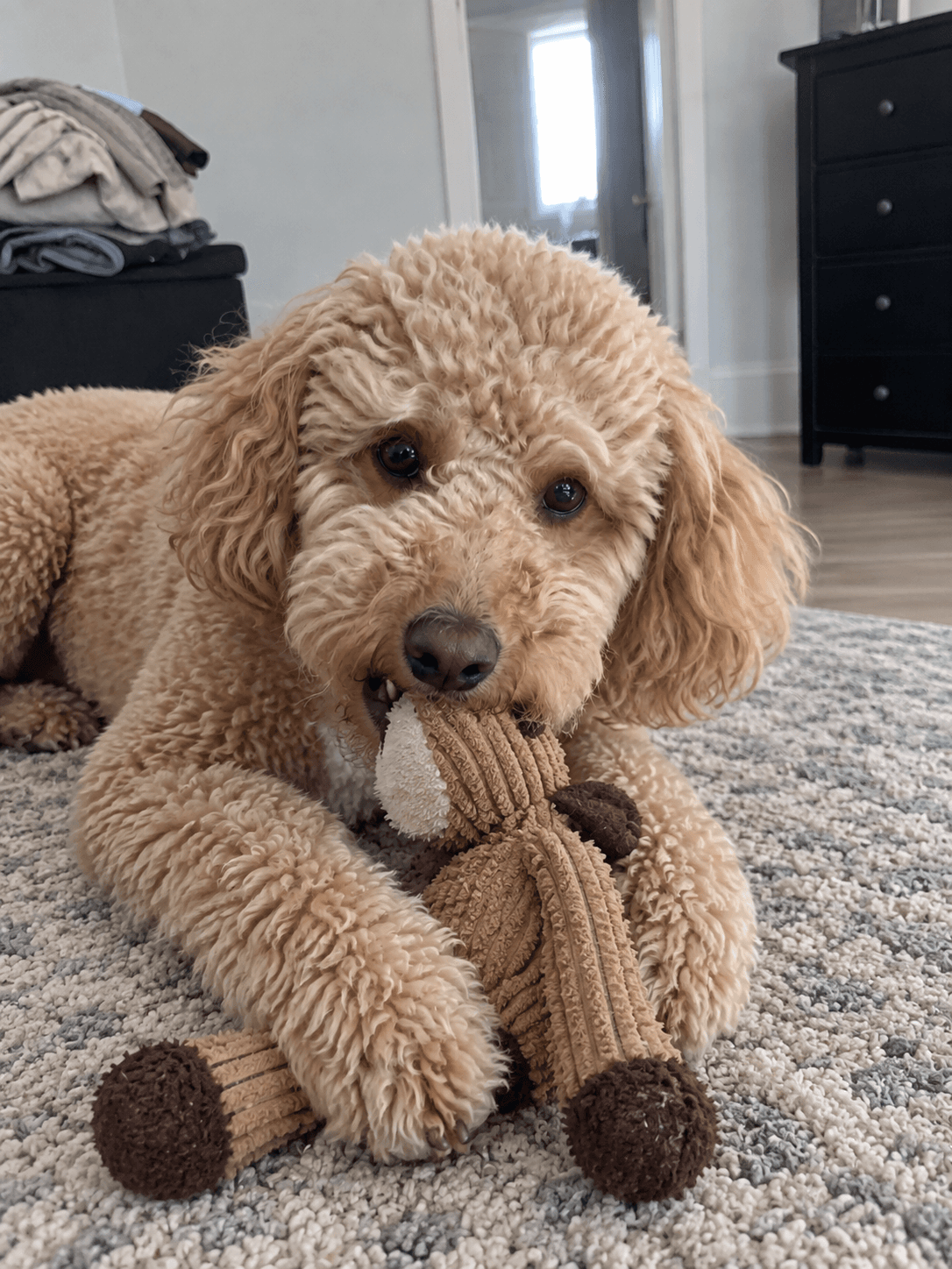 bento's chillin' with his fav toy on the rug, confirm vibes lah ✨