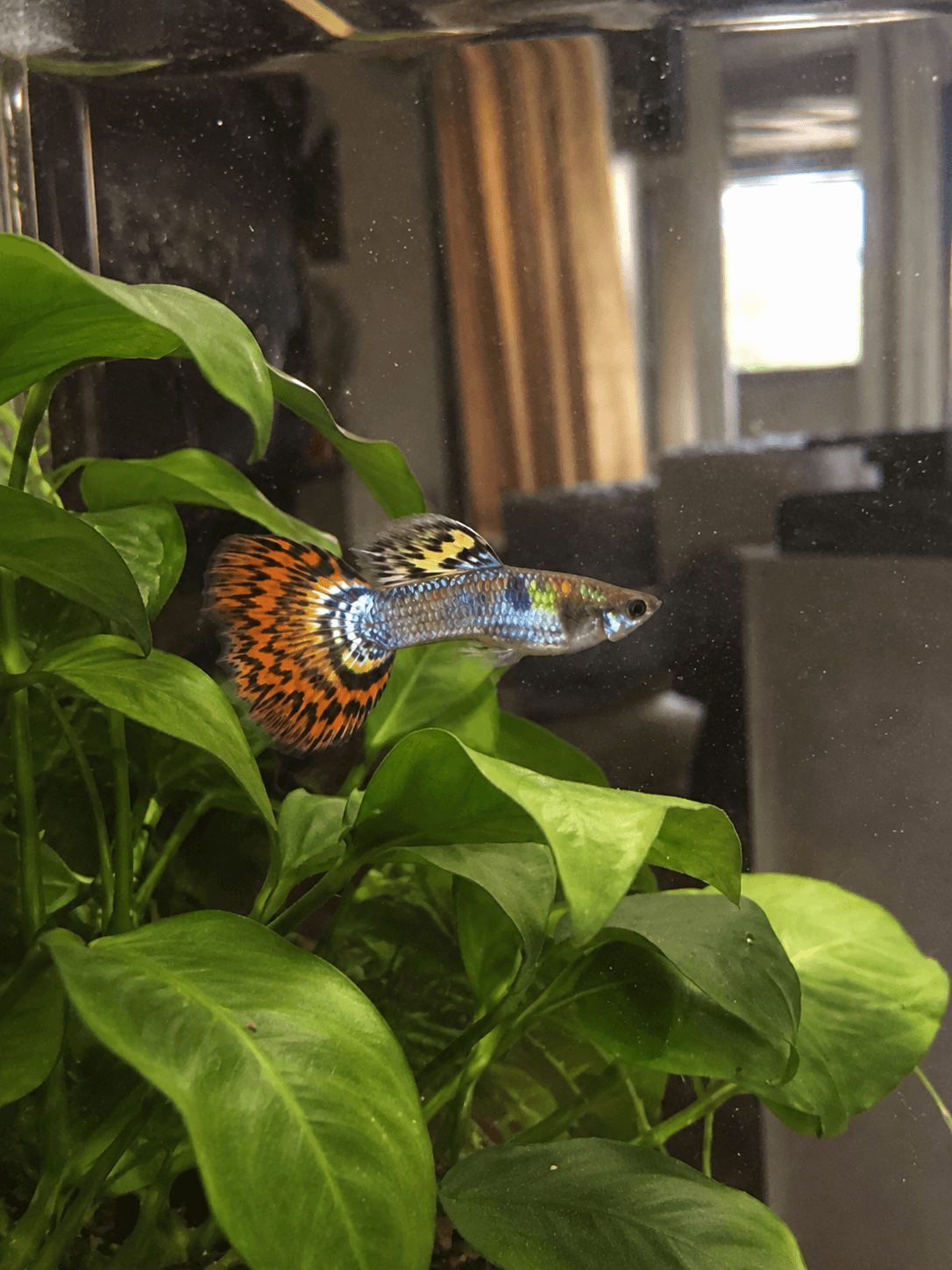 Pixel doing his jungle explorer ting again 🌿 confirm got some new corner to chi