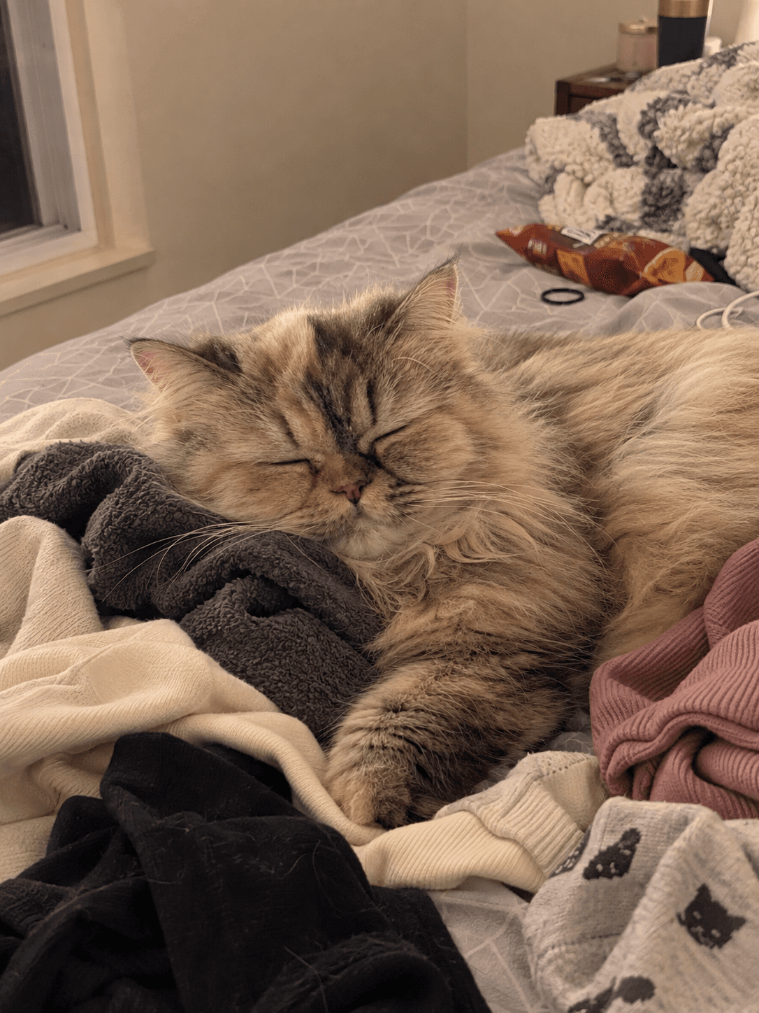 Sago really be living the dream on my warm laundry pile rn 🥺💤 Confirm shiok si