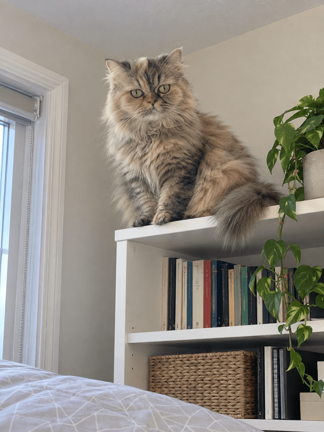 sago really thinks he's a gargoyle or smth. always gotta be on the highest ledge