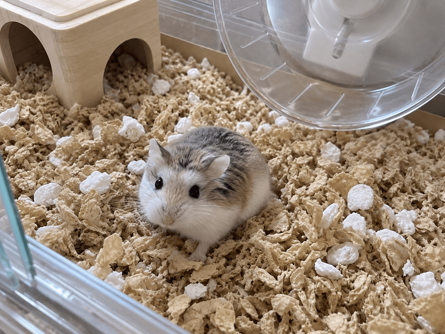 Kuih is living her best life rn, look at this lil' queen 💅✨