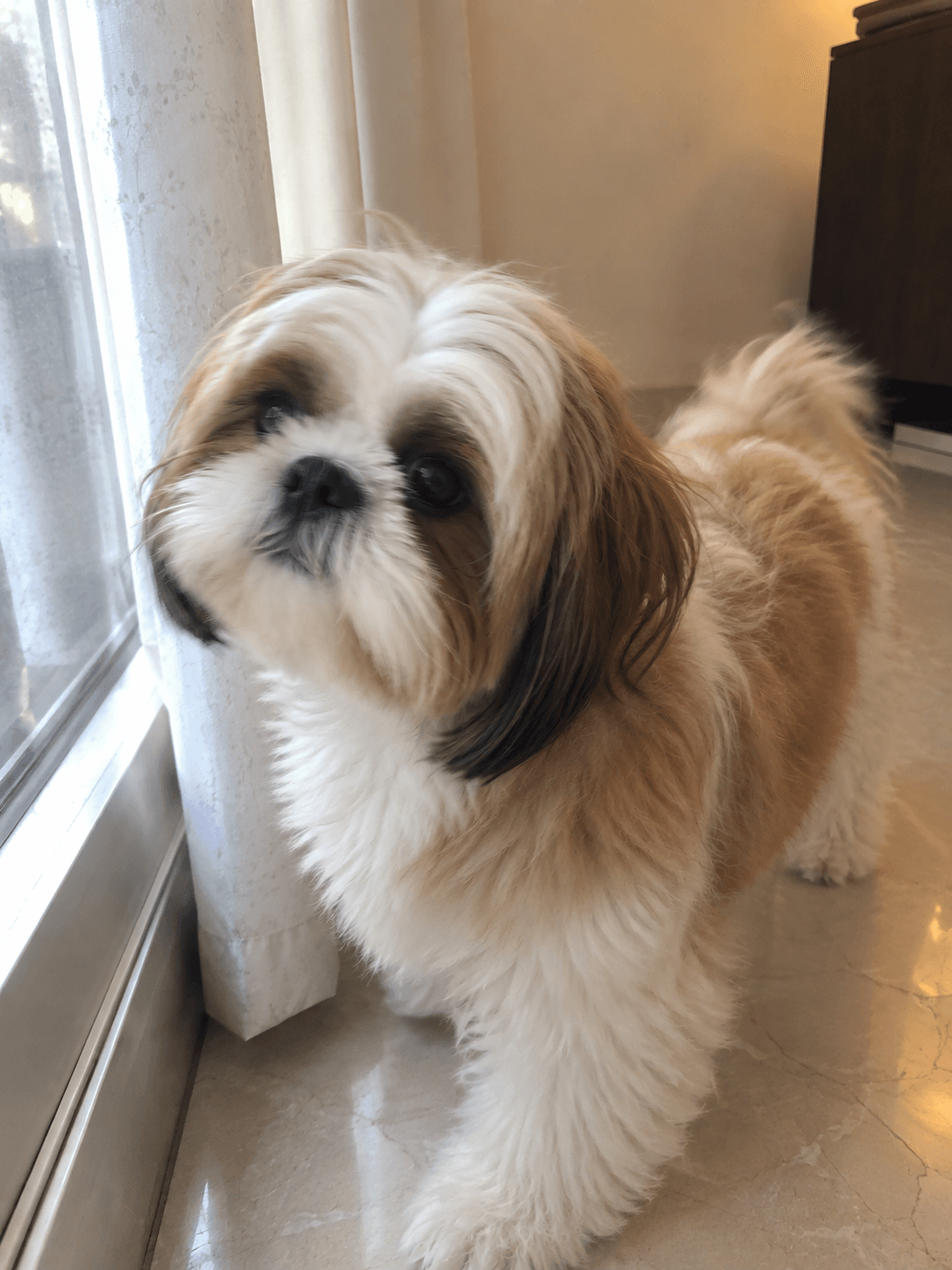 dosa on neighbourhood watch duties, tryna catch all the drama 💅 so soft and gol