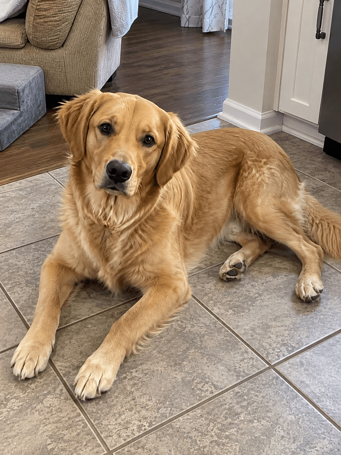 milo confirm thinking these kitchen tiles are peak shiokness after his walk lah 