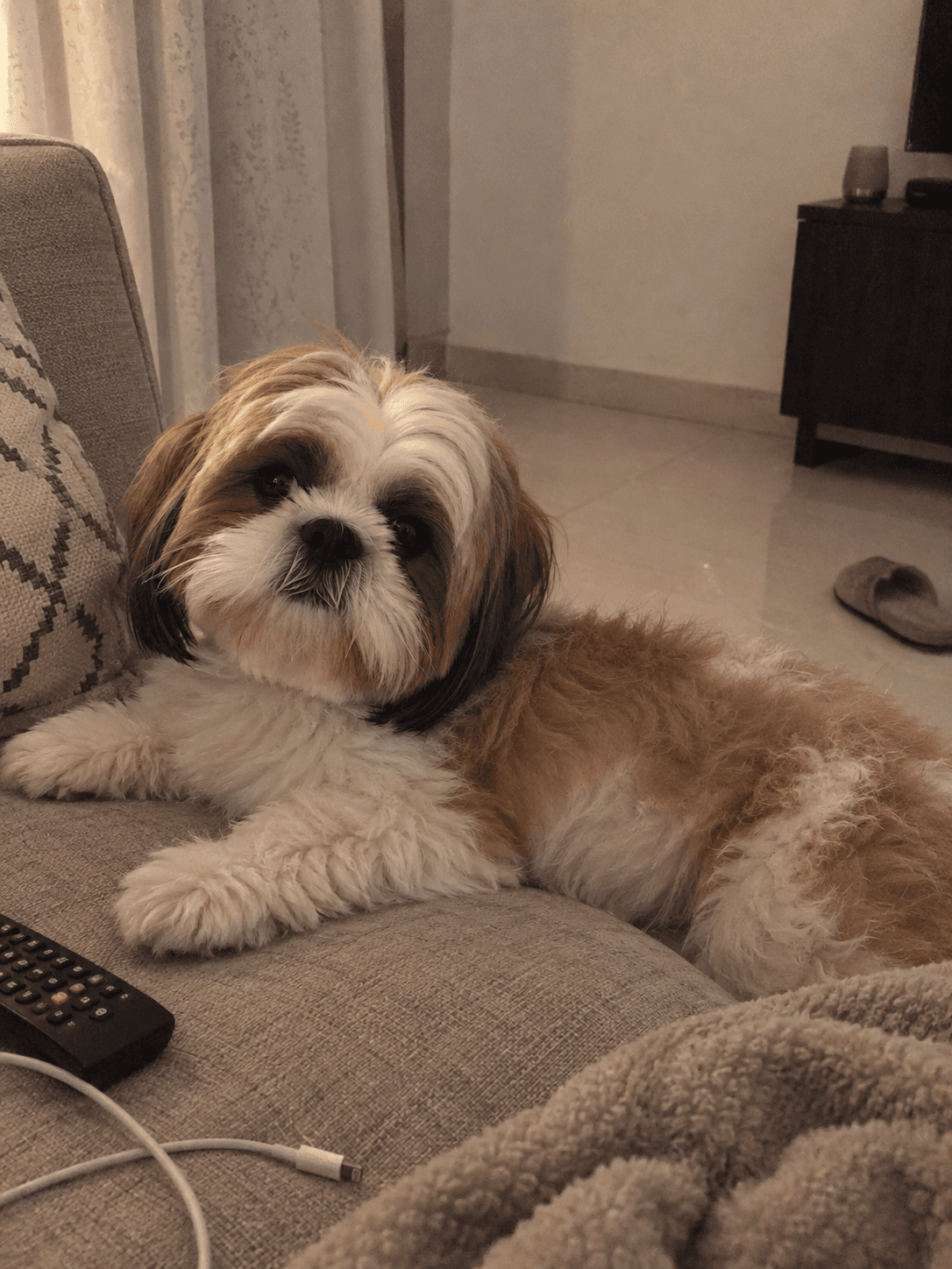 dosa just chillin like a whole snack on my new sofa lah 🛋️💅 she really owns th