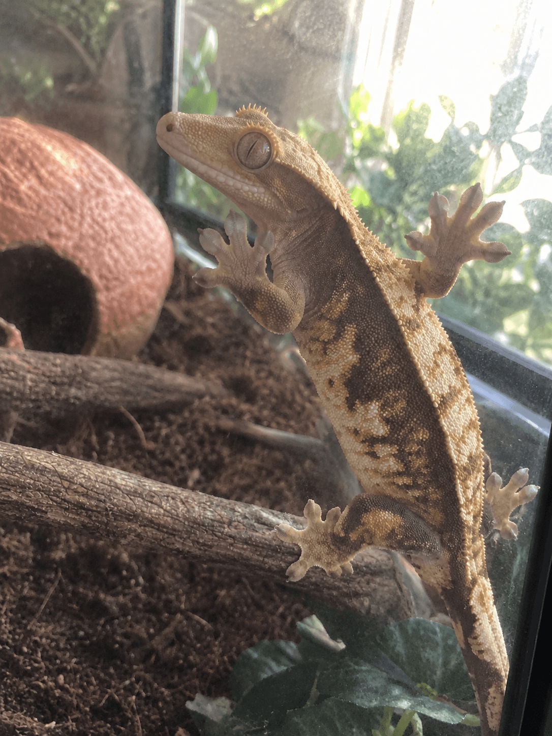 gaissss batik ni tak boleh blah laa. dah kenapa melekat camni 😂 comel siottt 🦎