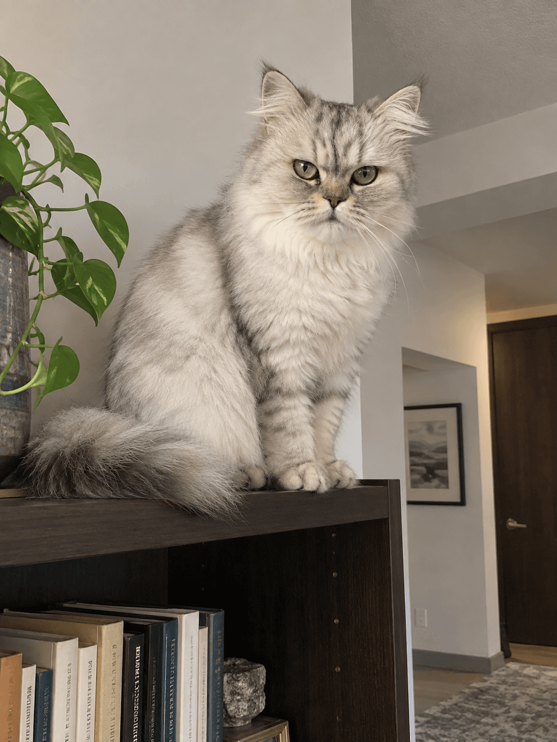 Anjir si salju manjat manjat mulu, ada aja kelakuannya. Gemes bgt dah kucing gue