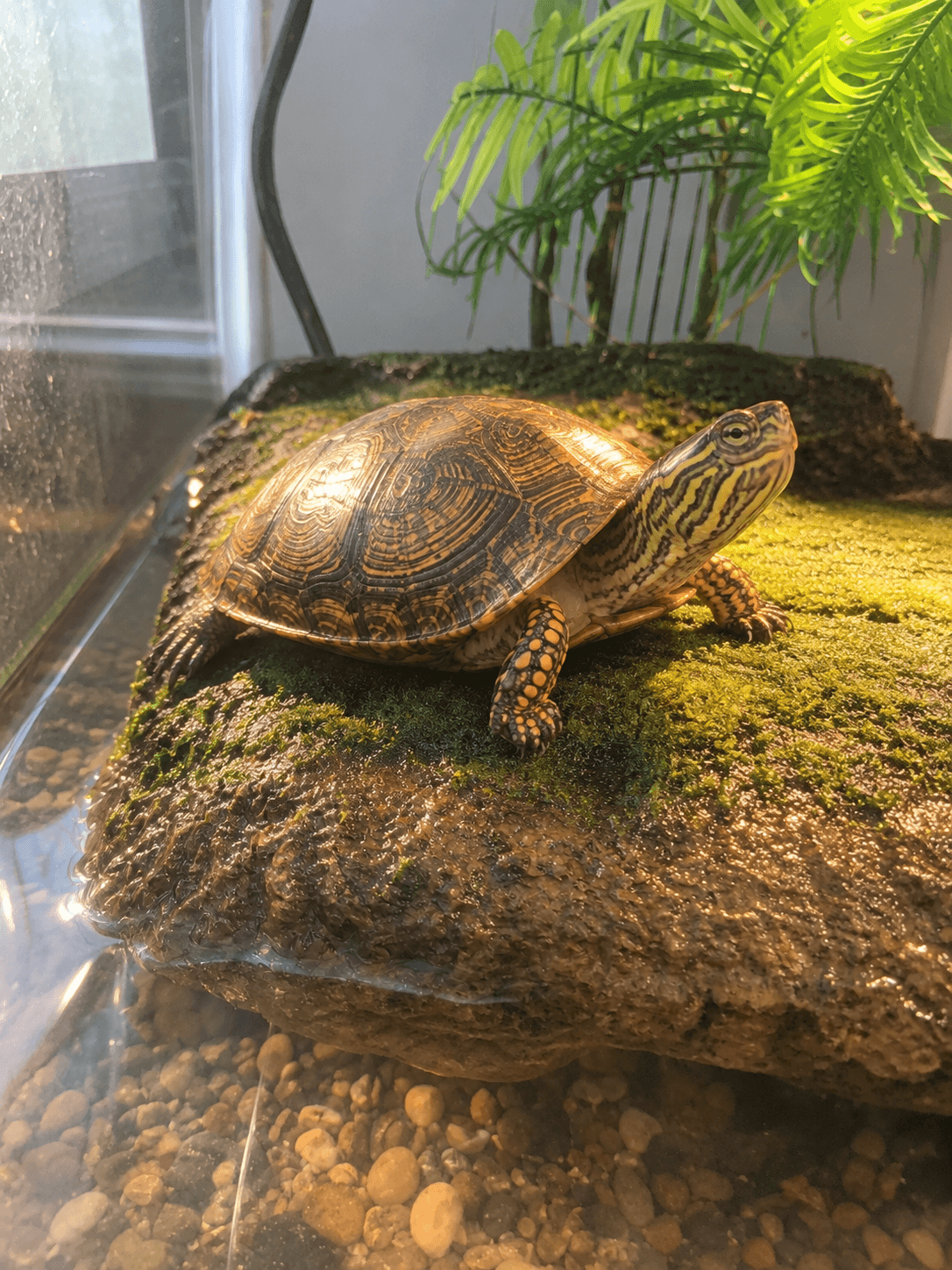 anjir kura lagi manasin diri, gemes banget dah 🤏🐢