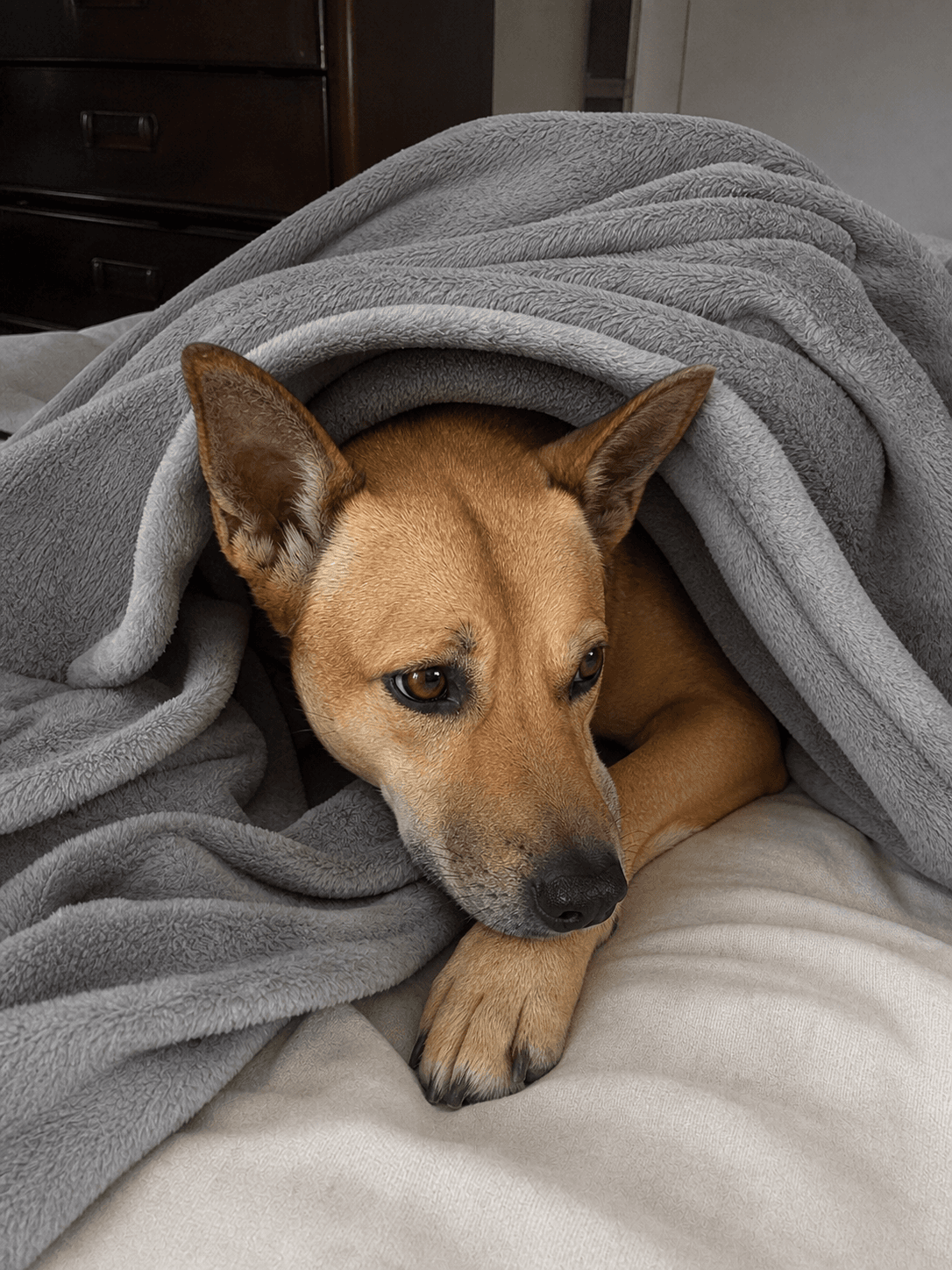 kopi confirmed living his best life under the blankie siaaa 😴🤏