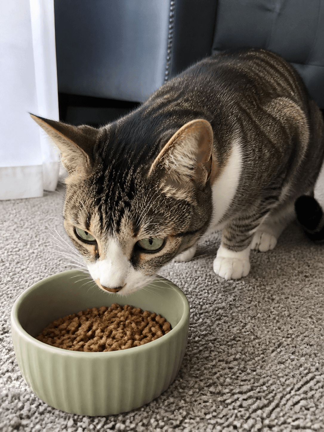 Mochi investigating her dinner like it's a crime scene 🕵️‍♀️ Confirm gonna inha