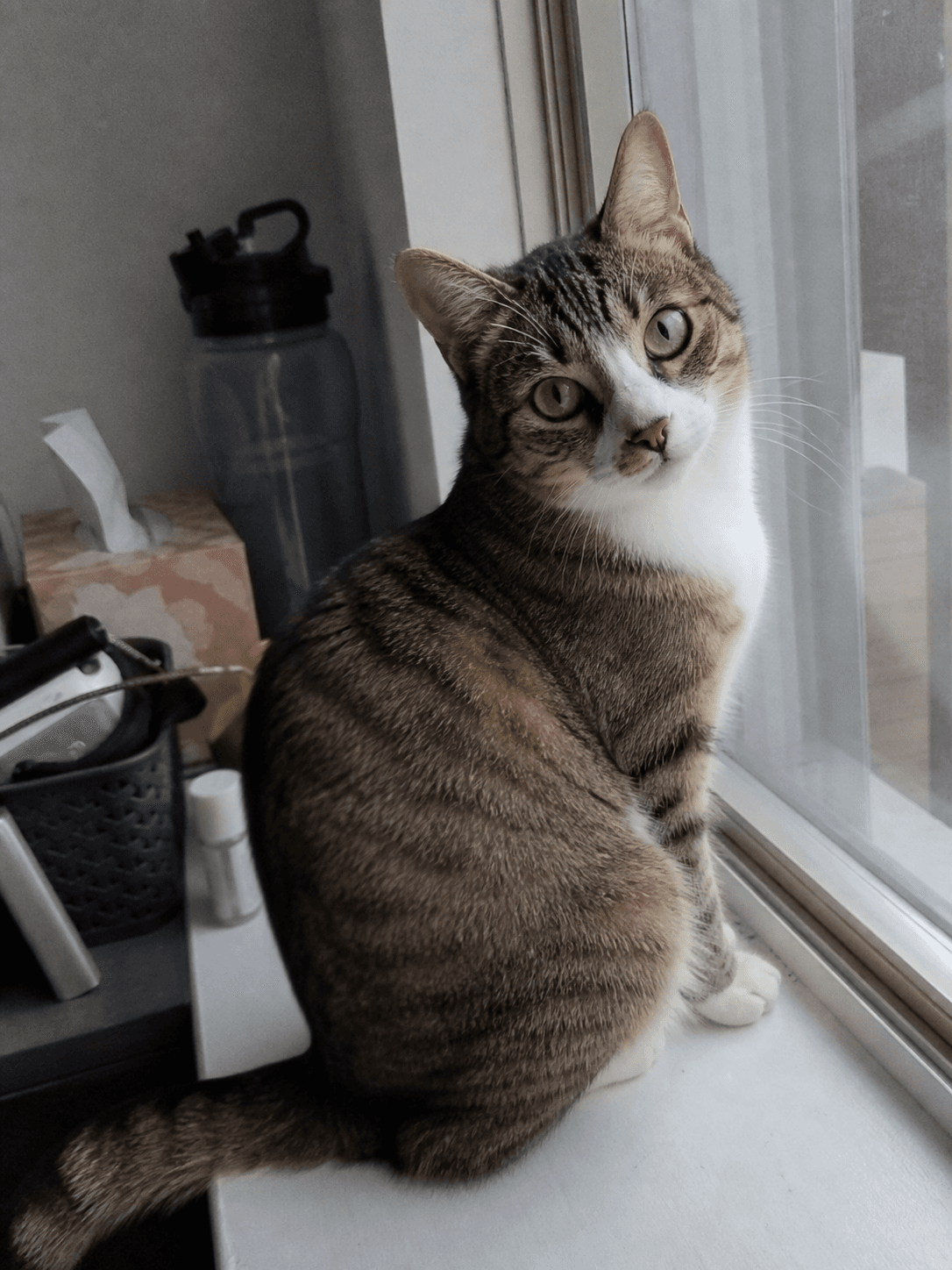 mochi living her best soft life on the windowsill sia 🥺 confirm got good lighti