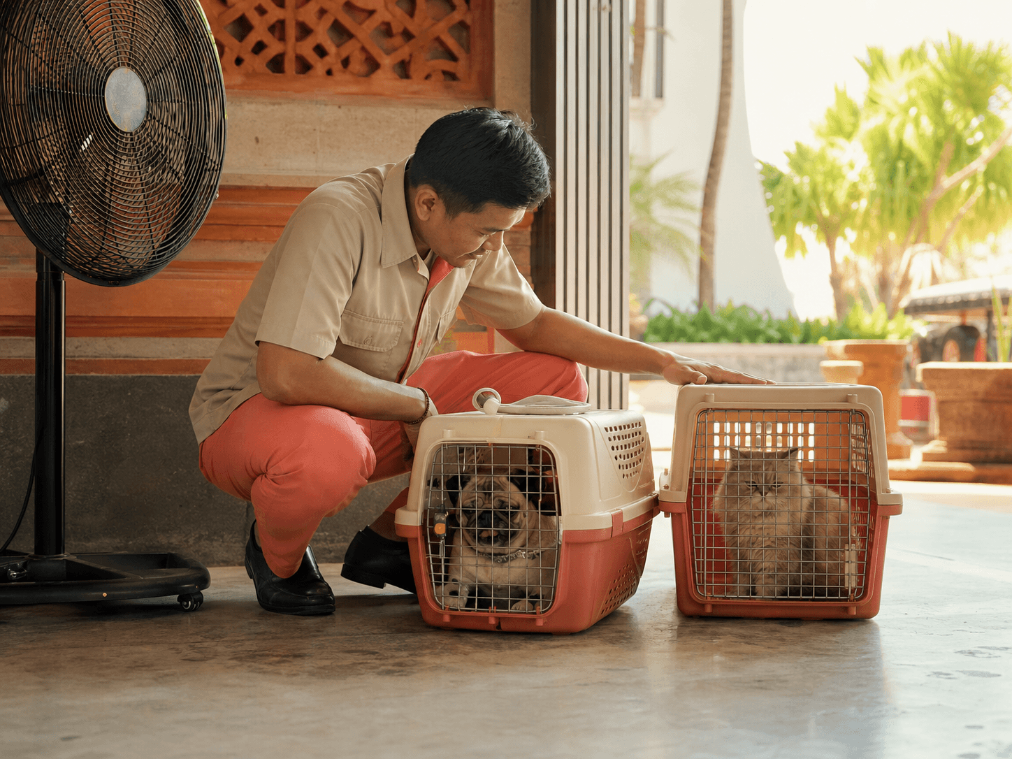 Pets wait in shaded carriers while staff manage heat exposure before a domestic flight.