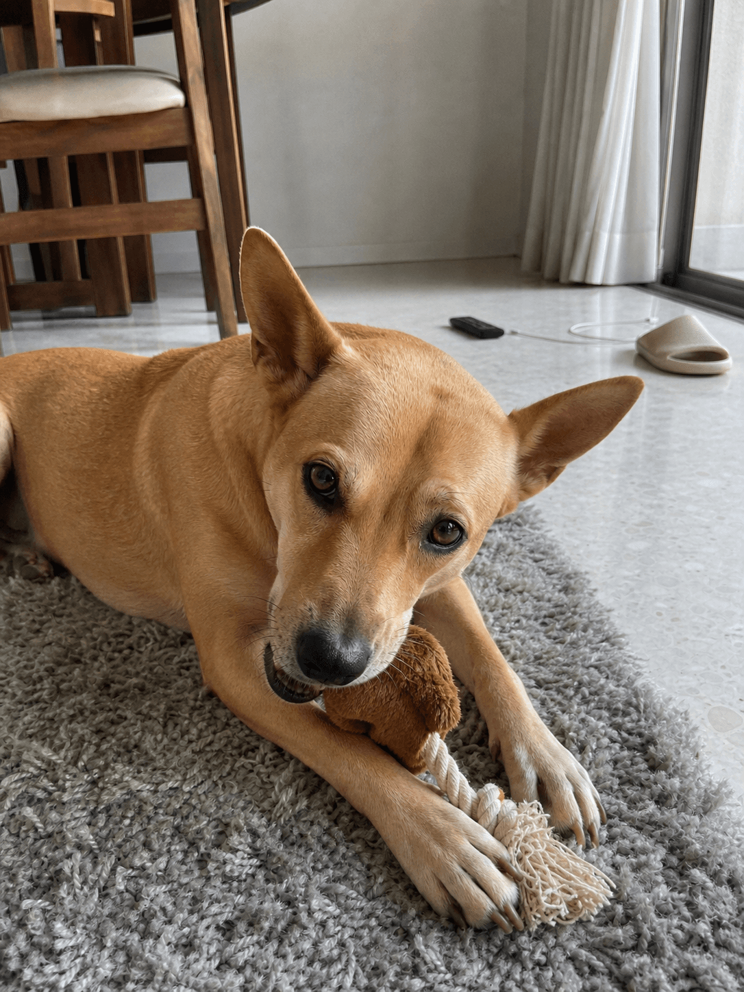 biscuit enjoying her new chew toy on the rug, so cute lah! π₯°