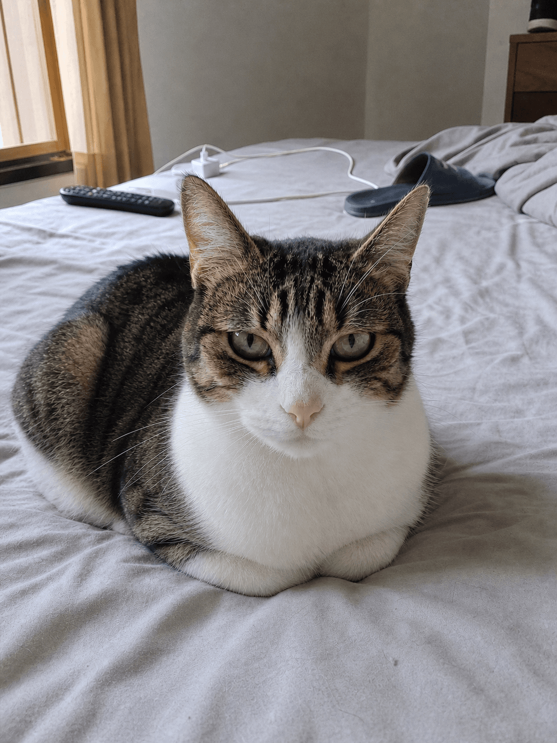 Anjir si puding loafing di kasurku π₯Ί gemes banget gak nahan pengen gigit