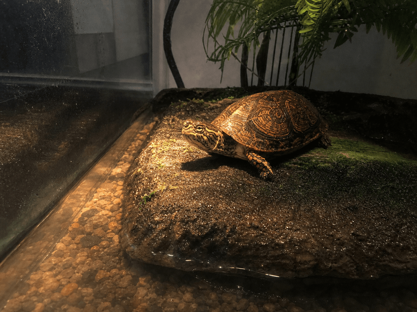 anjir kura kura ku gemes bgt lagi basking di bawah lampu π’βοΈ lucu banget gak na