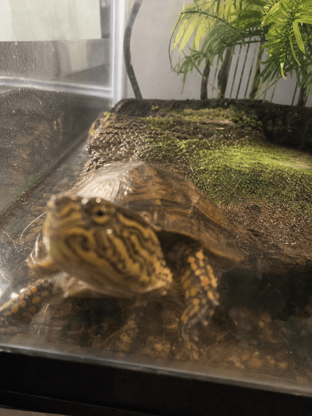 anjir kura kura ku gemes banget si lagi nempel di kaca tank nya π’π€ lucu banget