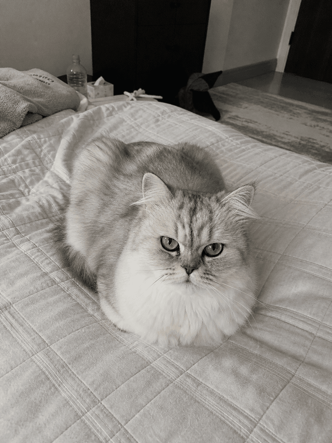 anjir salju loafing di kasur estetik π gemes banget sih lu cil, gak nahan lucu