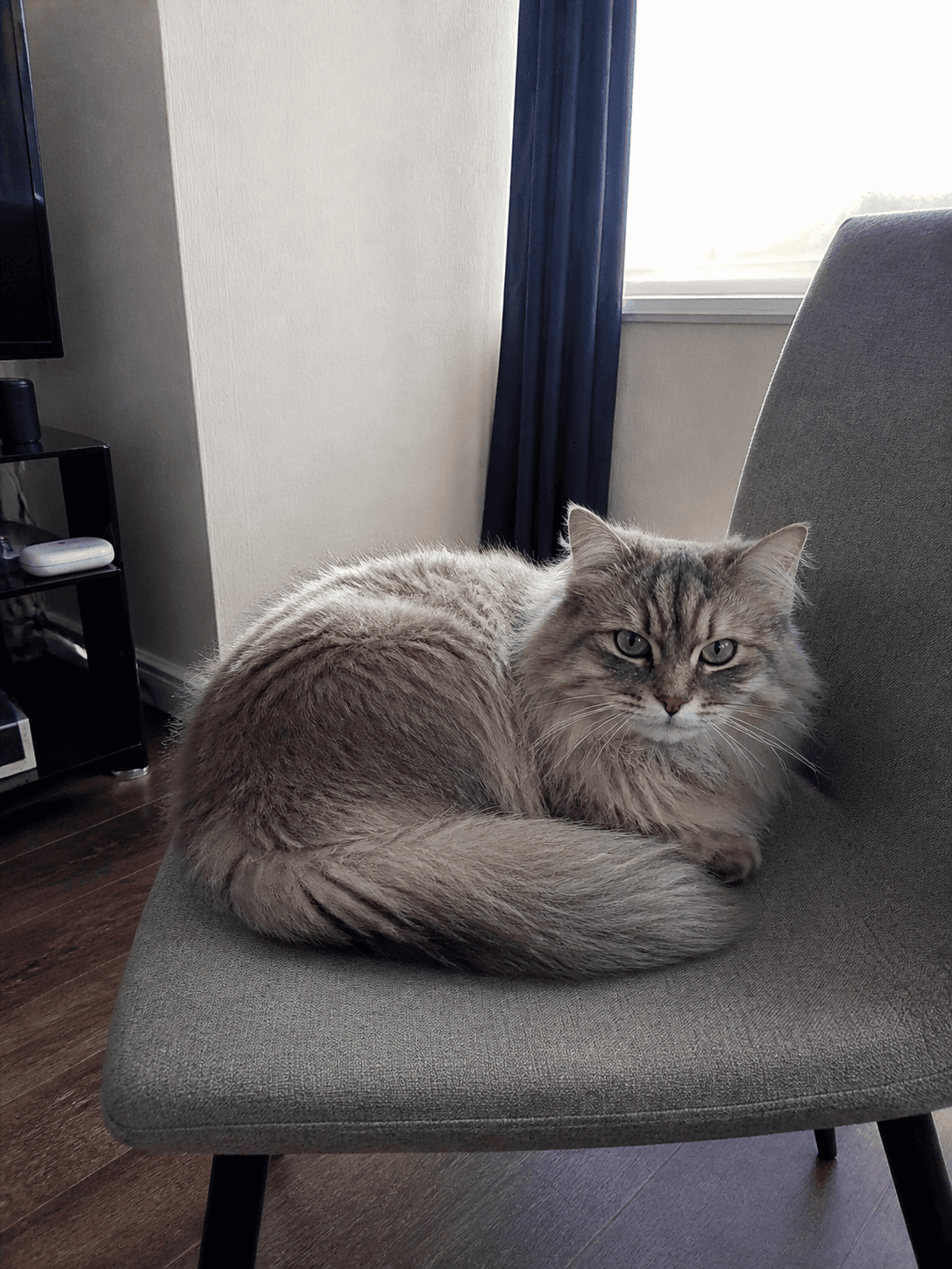 gula really said π₯ today lah. comfy max sia on my dining chair π
π»