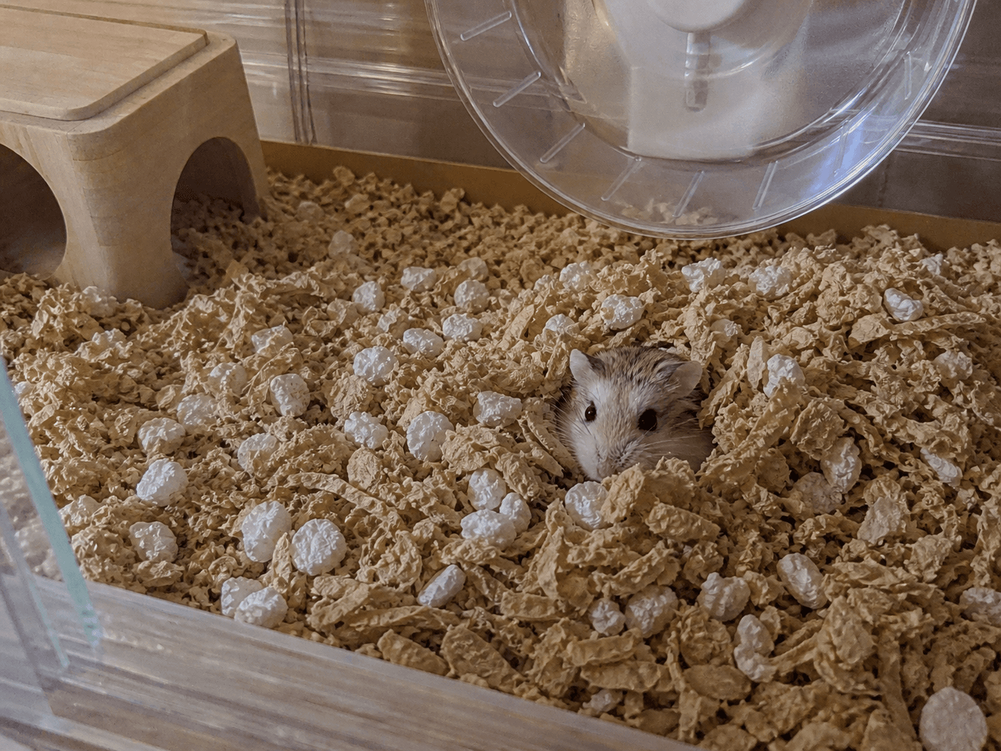 kuih has entered her comfy burrow era β¨ no thoughts just vibes lah