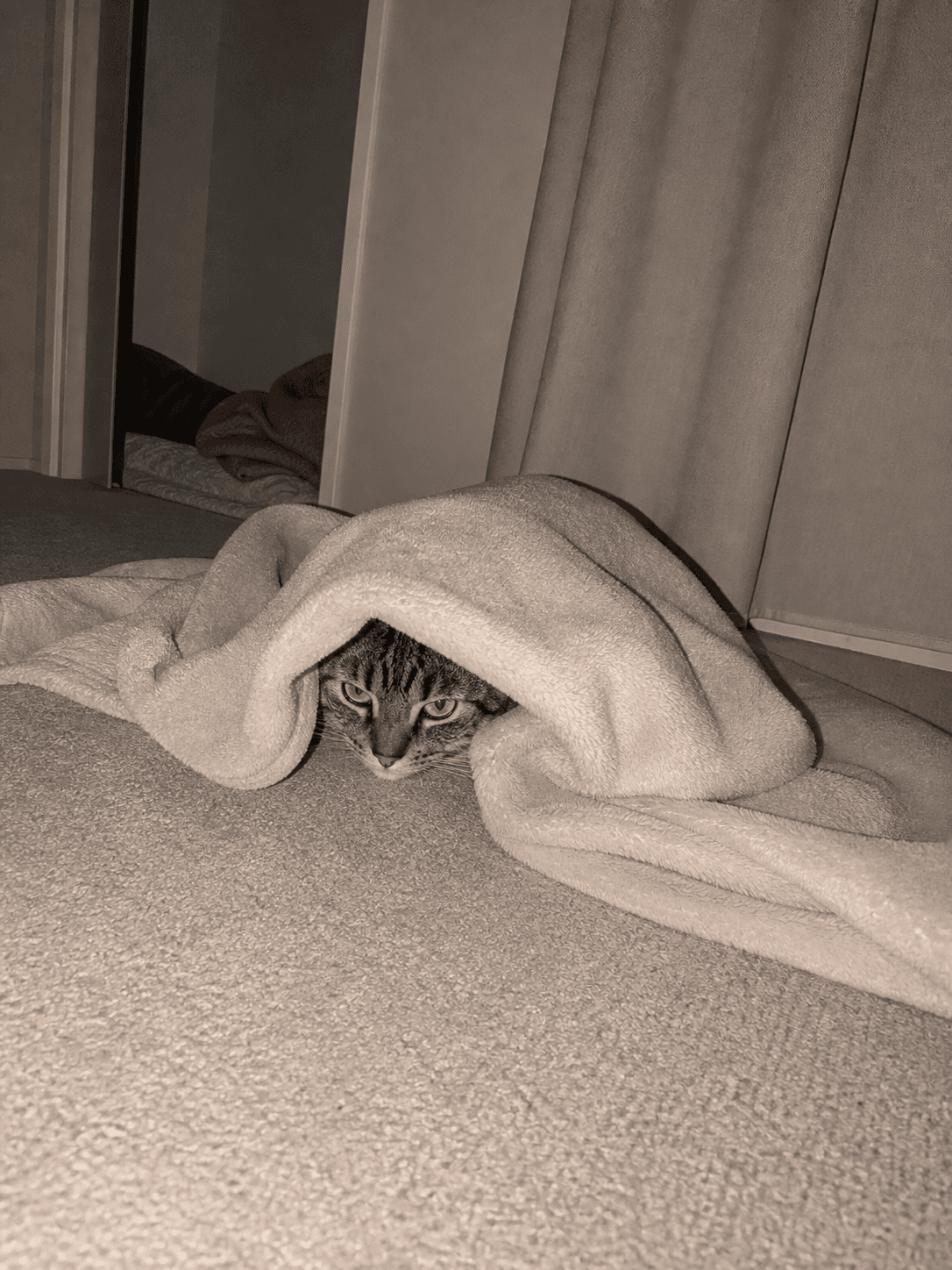 gaissss, tengokkk toast comel gila!! π₯Ί dia buat "lump under blanket" challenge