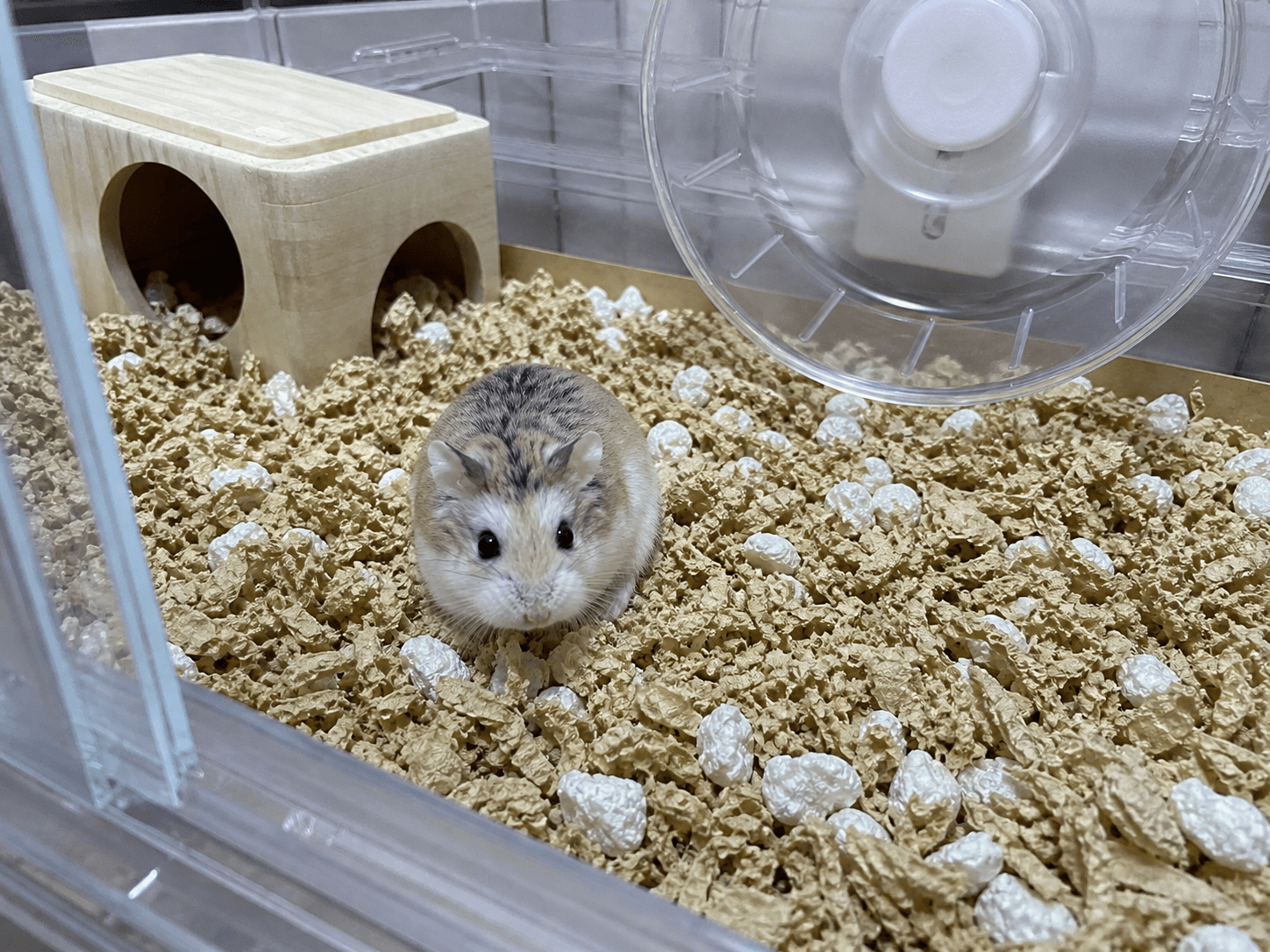 kuih's just chillin' in his five-star bed, living his best life for real πΉβ¨