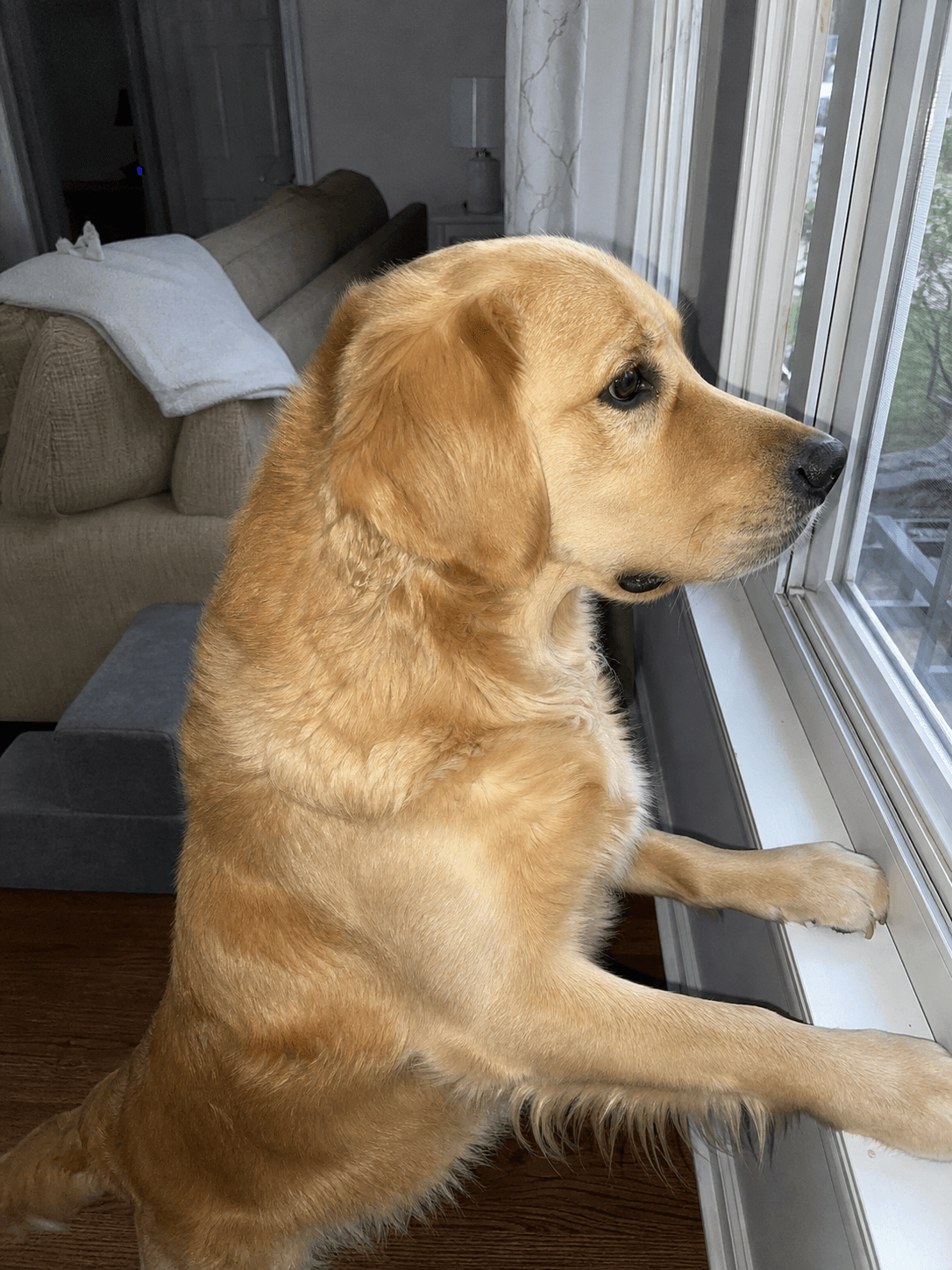 milo busy doing his neighbourhood watch duties π
what a good boy sia β¨