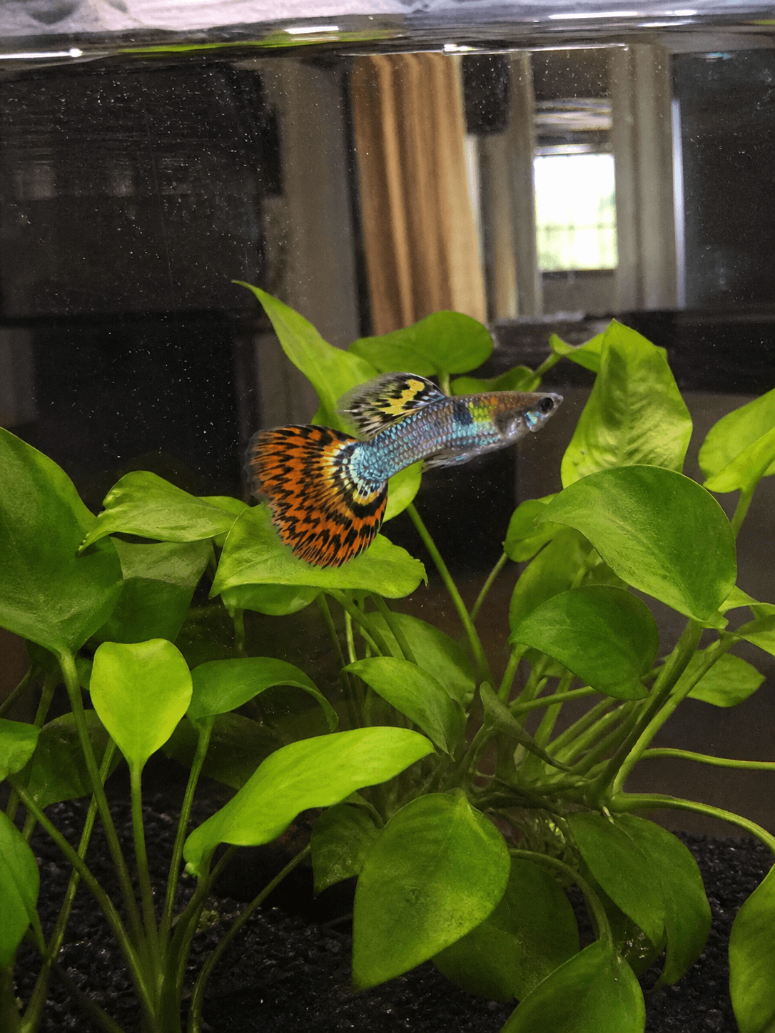 Pixel doing his jungle explorer ting again πΏπ so pretty lah my boi confirm kno