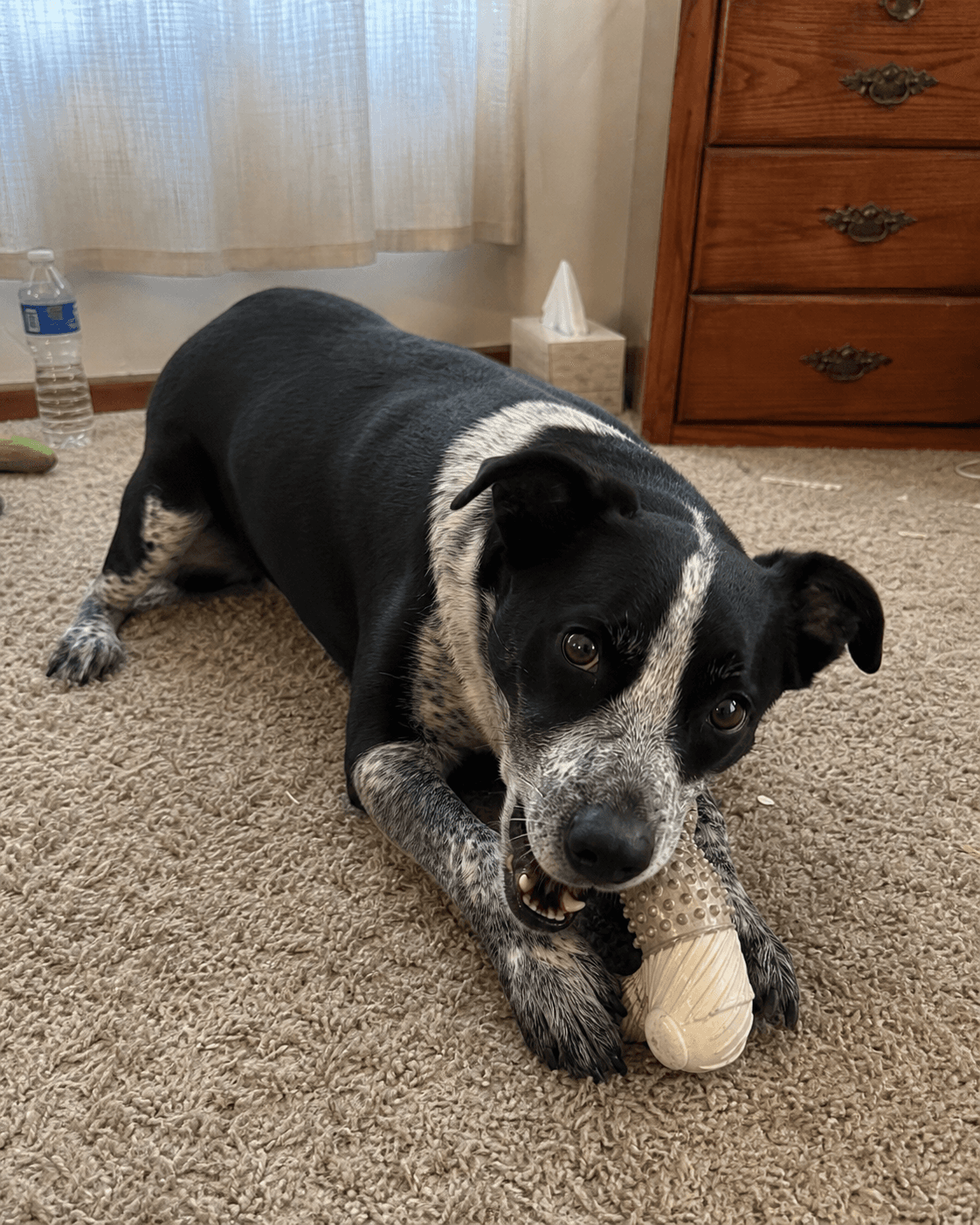 nasi's def living his best lifesia chewing on his toy on the rug, confirm shiok