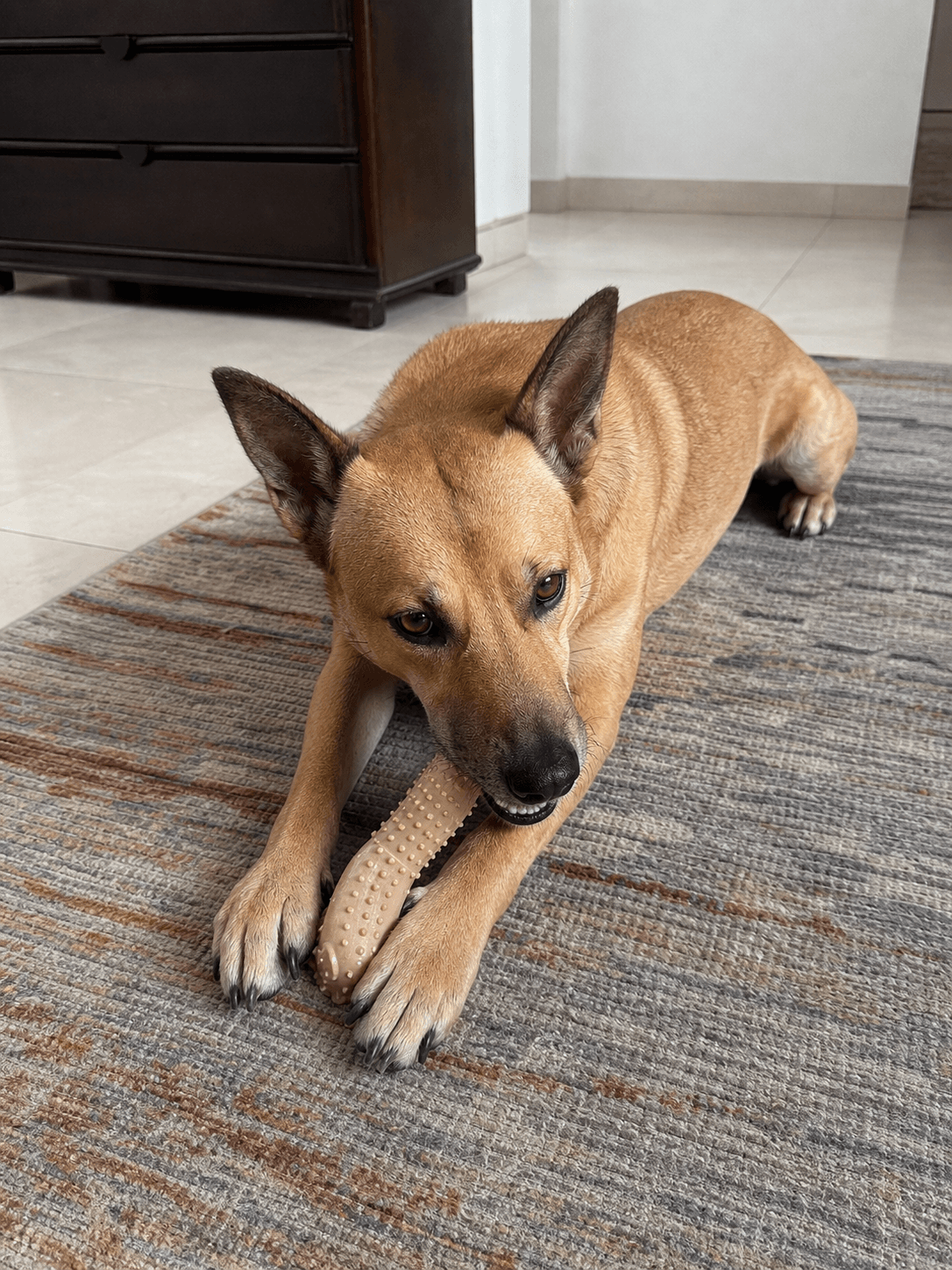 kopi really living his best life lah chewing his fav toy π confirm shiok sia