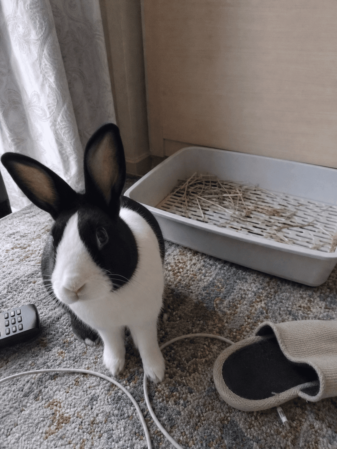 tauhu confirm the cleanest bun around lah π°β¨ always keeps his lil toilet so nea