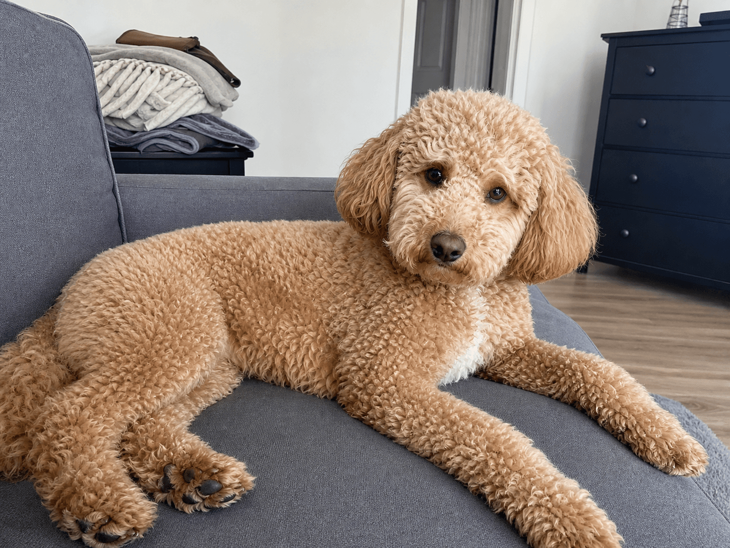 bento really took over the sofa siaβ¦ canβt even sit down π