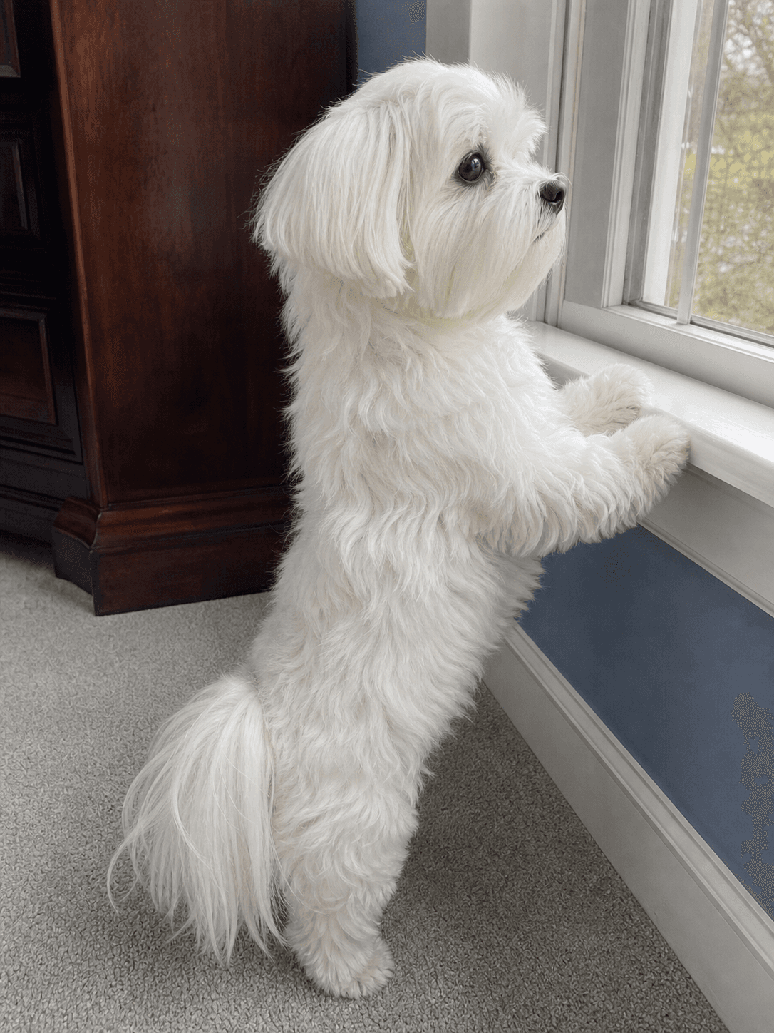 waffle on neighbourhood watch duties, confirm got tea ☕️👀
