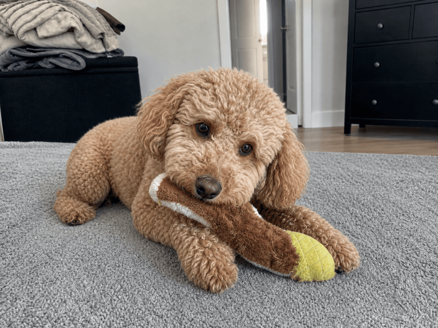 Bento rly said 😤 i'm chomp chomp rn. my new fav chew toy siaaaa 💯