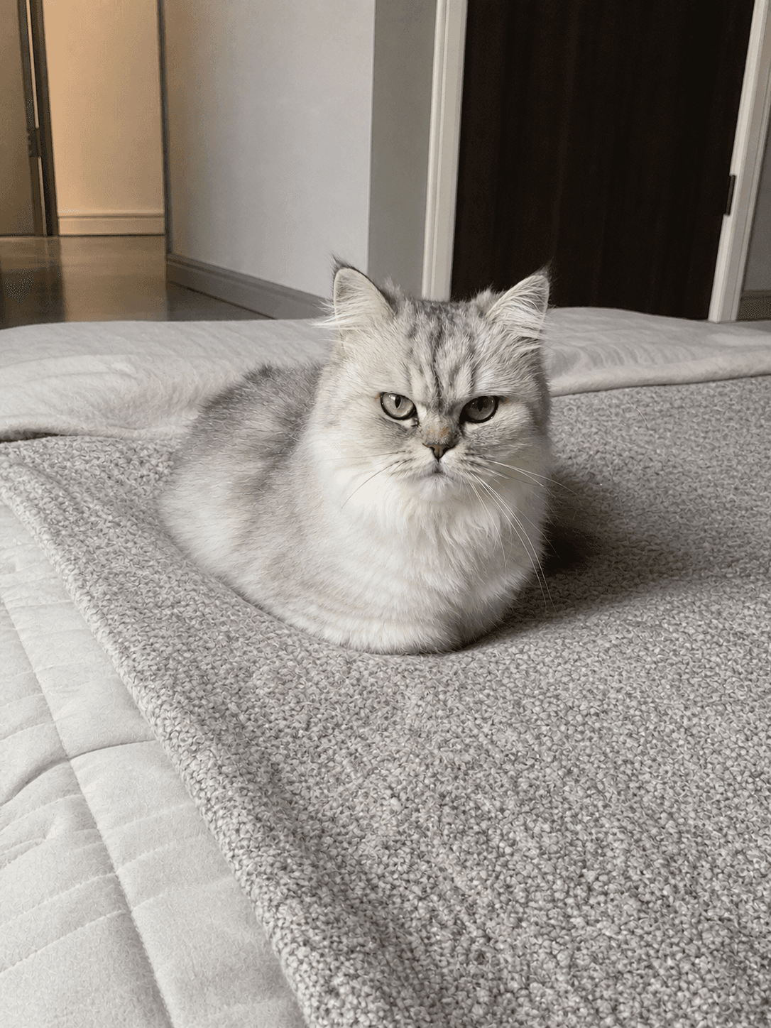 anjir salju loafing di kasur lucu banget gak nahan 😭 gemes bgt pengen uyel-uyel!